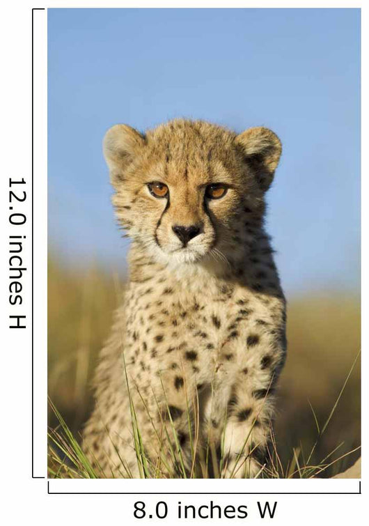 Cheetah Cub Close up Wall Mural