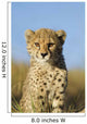 Cheetah Cub Close up Wall Mural