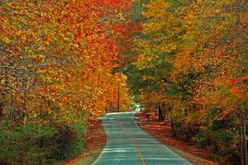 Fall Highway Wall Decal