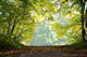 Autumn Forest Wall Decal Design 1