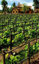 Vineyard Versailles Wall Decal