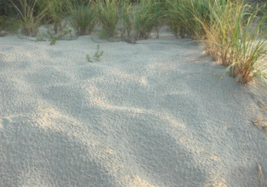 sand and seagrass Wall Mural