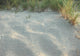 sand and seagrass Wall Mural