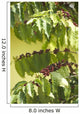 coffee Wall Mural