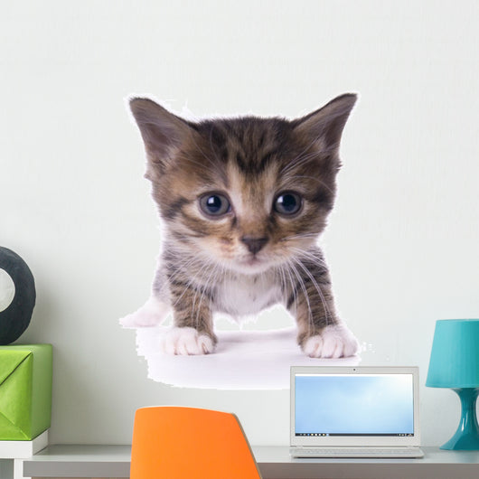 Kitty Wall Mural