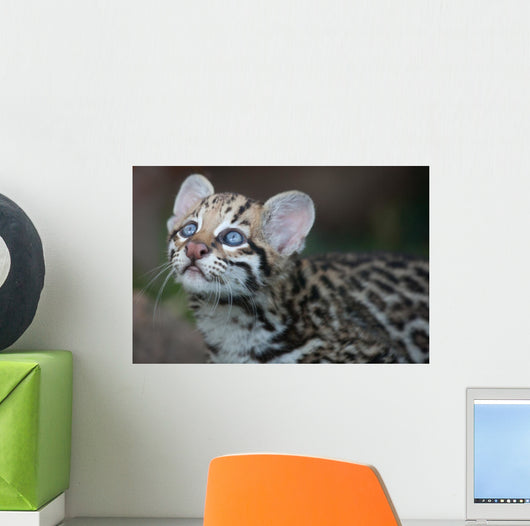Ocelot
