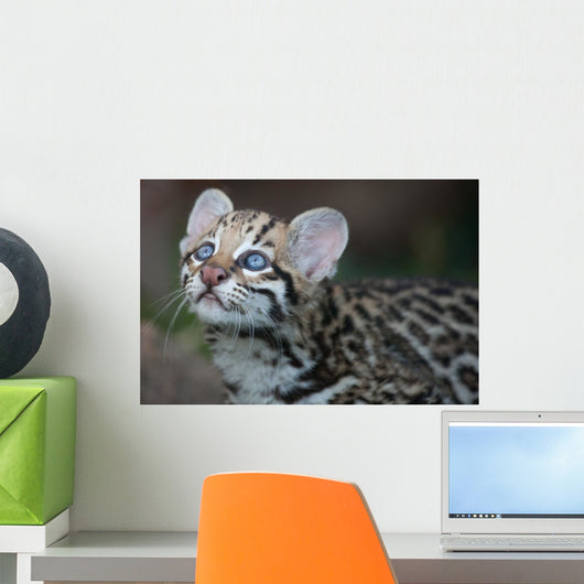 Ocelot