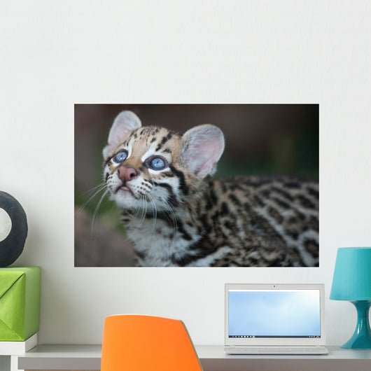 Ocelot