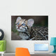 Ocelot