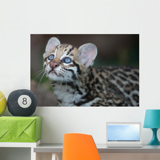 Ocelot