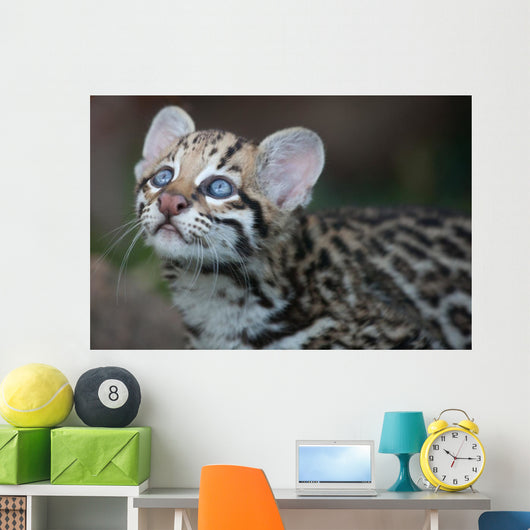 Ocelot