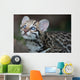 Ocelot