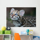 Ocelot