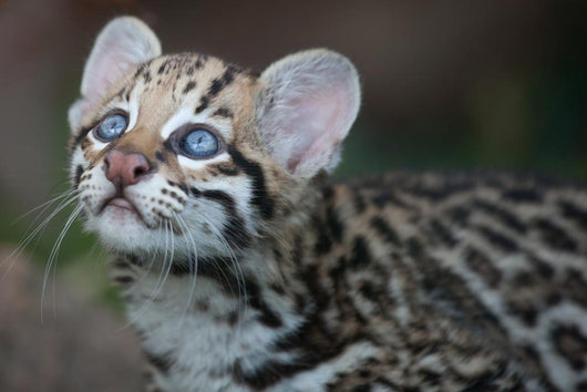 Ocelot