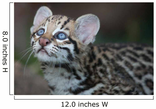 Ocelot