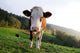 Cows Wall Mural