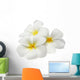 Tropical Flowers Frangipani Plumeria Isolated on White Wall Decal