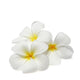Tropical Flowers Frangipani Plumeria Isolated on White Wall Decal