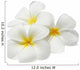 Tropical Flowers Frangipani Plumeria Isolated on White Wall Decal