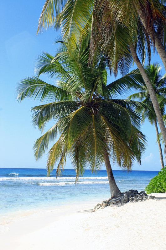 palm trees on tropical island beach Wall Mural