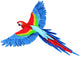 Flying Parrot Wall Decal
