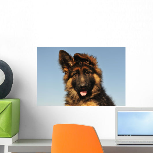Puppy German Shepherd