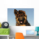 Puppy German Shepherd