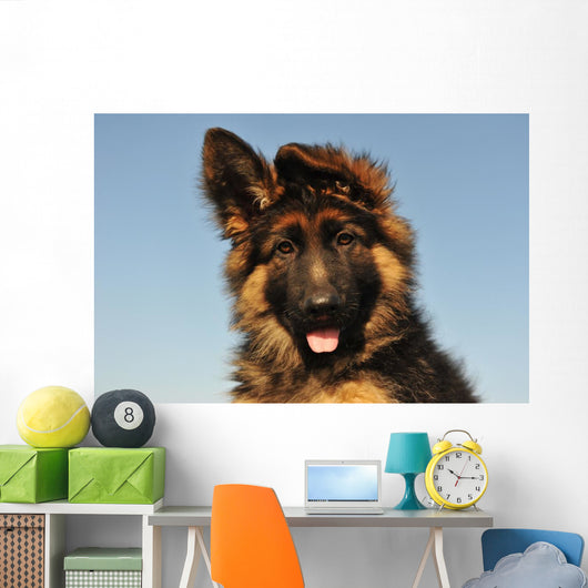 Puppy German Shepherd