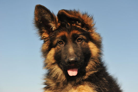 Puppy German Shepherd