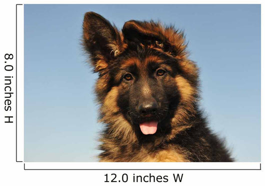 Puppy German Shepherd