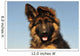 Puppy German Shepherd