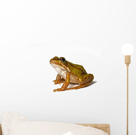 Small Green Frog White