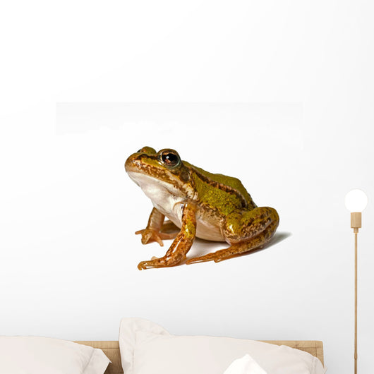 Small Green Frog White
