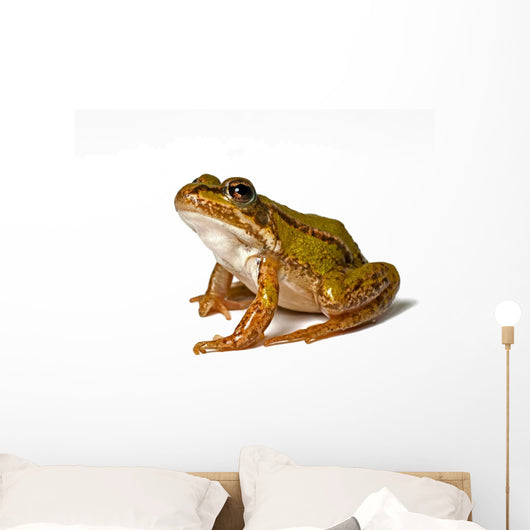 Small Green Frog White