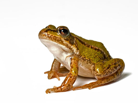 Small Green Frog White