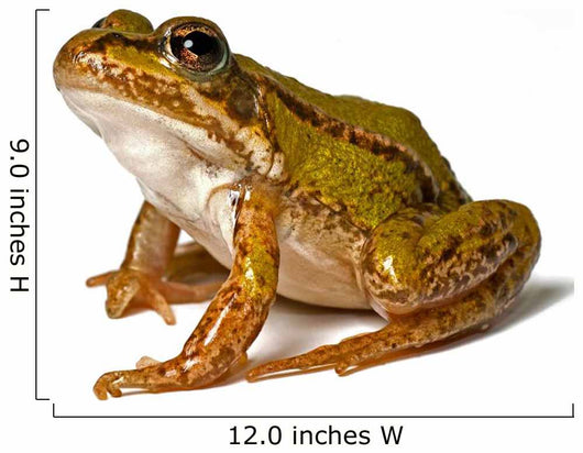 Small Green Frog White