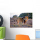 Large Male Lion Catches Wall Mural
