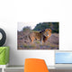 Large Male Lion Catches Wall Mural