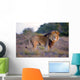 Large Male Lion Catches Wall Mural