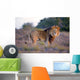 Large Male Lion Catches Wall Mural