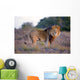 Large Male Lion Catches Wall Mural