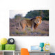 Large Male Lion Catches Wall Mural