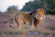Large Male Lion Catches Wall Mural