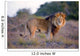 Large Male Lion Catches Wall Mural