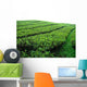 Tea Leaves Wall Decal
