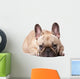 Cute french Bulldog Wall Decal