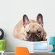 Cute french Bulldog Wall Decal