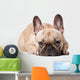 Cute french Bulldog Wall Decal