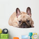 Cute french Bulldog Wall Decal