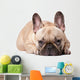 Cute french Bulldog Wall Decal